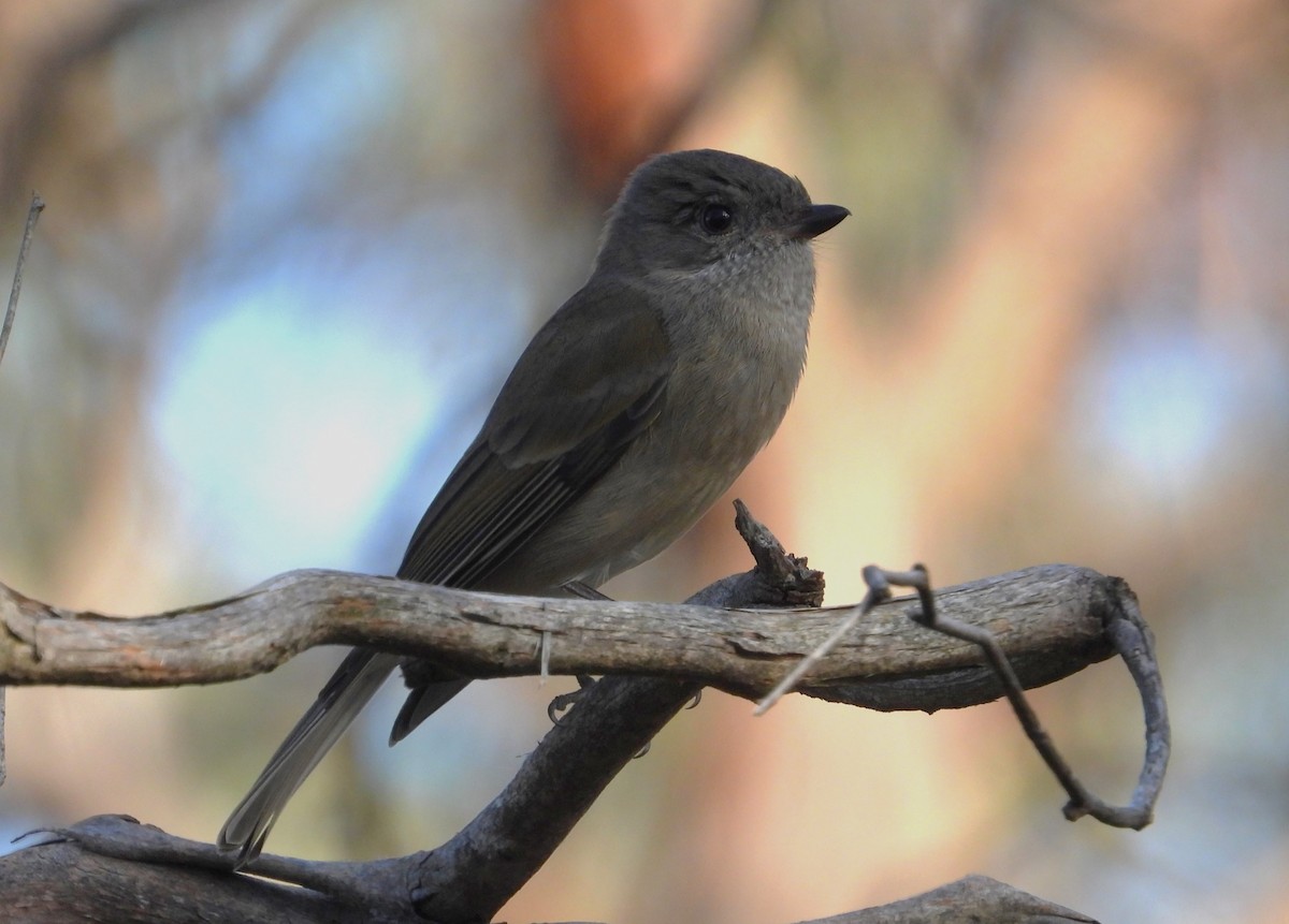 Golden Whistler - ML620405639