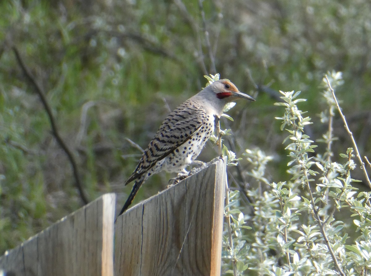 Northern Flicker (Red-shafted) - Steph Foraker