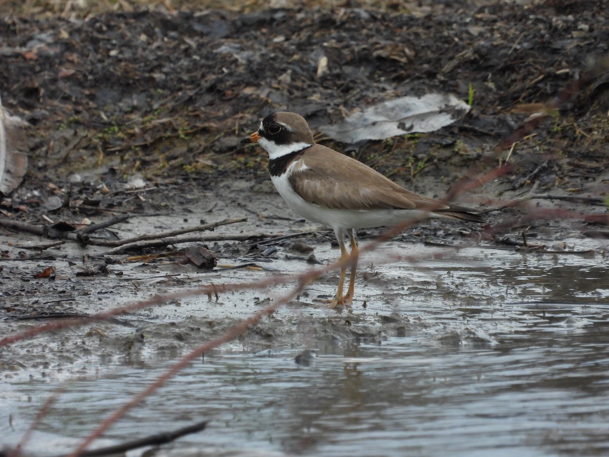 Semipalmated Plover - ML620405650