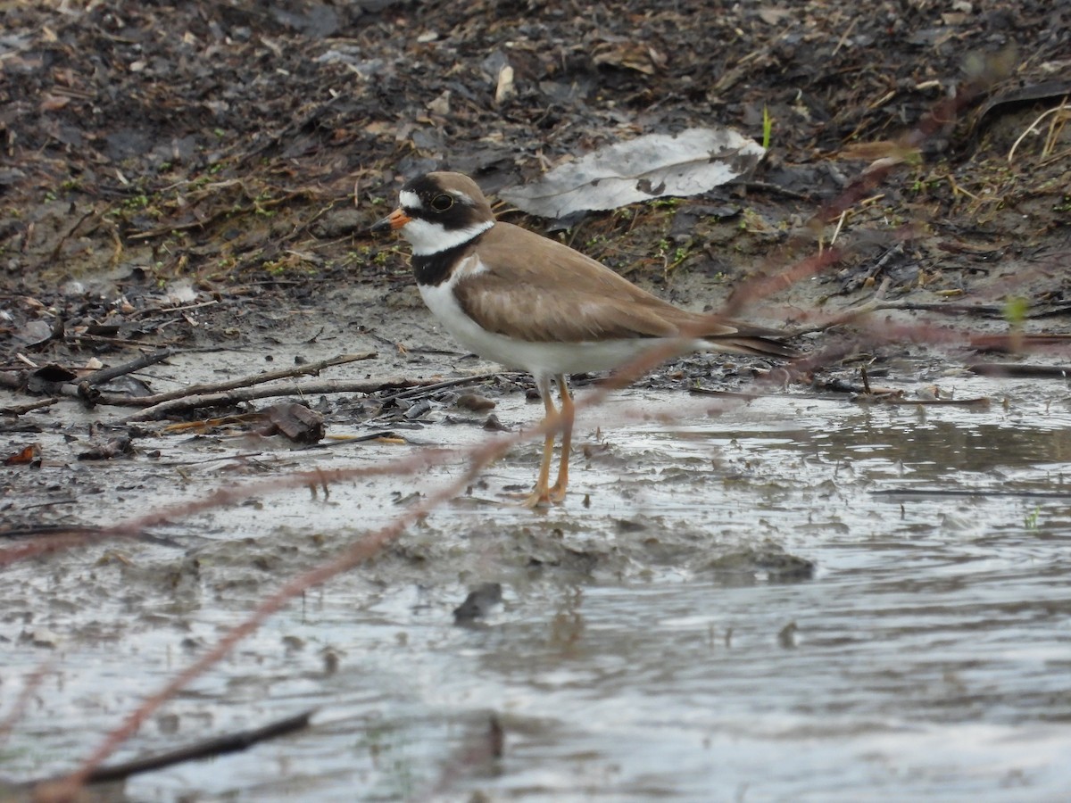 Semipalmated Plover - ML620405652