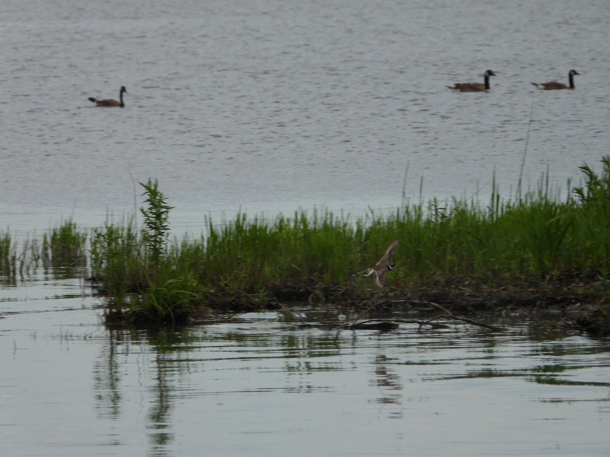 Semipalmated Plover - ML620405653