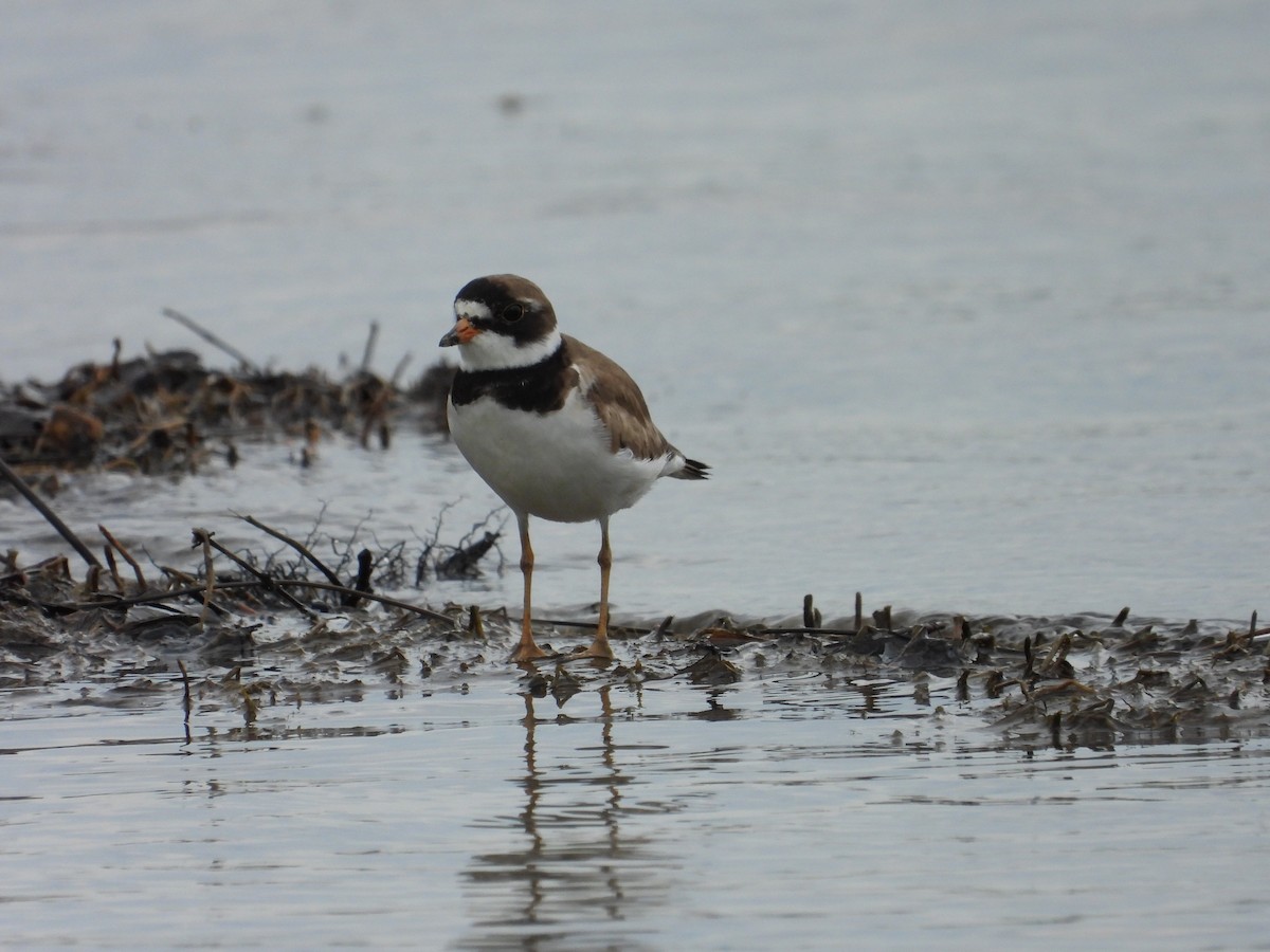 Semipalmated Plover - ML620405654