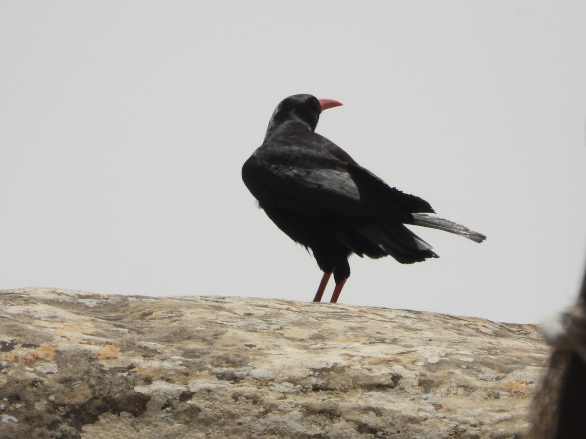 Red-billed Chough - ML620405655