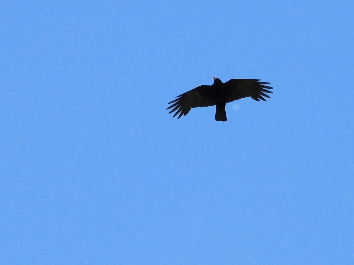 Red-billed Chough - ML620405682