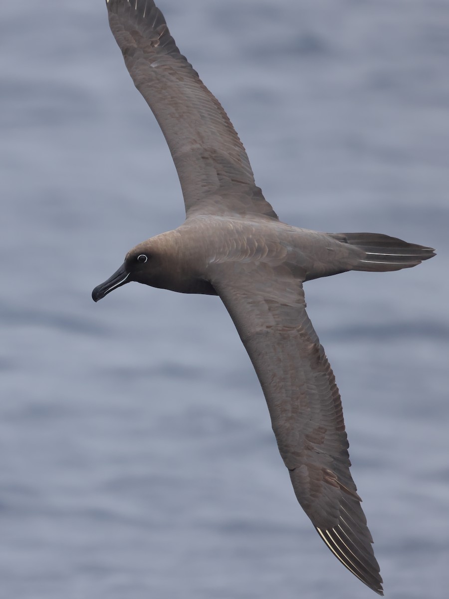 Sooty Albatross - ML620405690