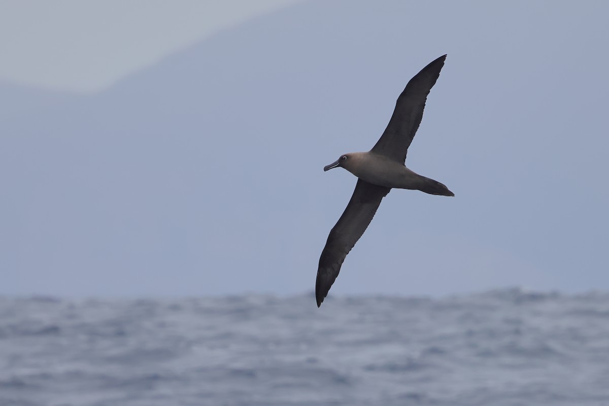 albatros hnědý - ML620405691