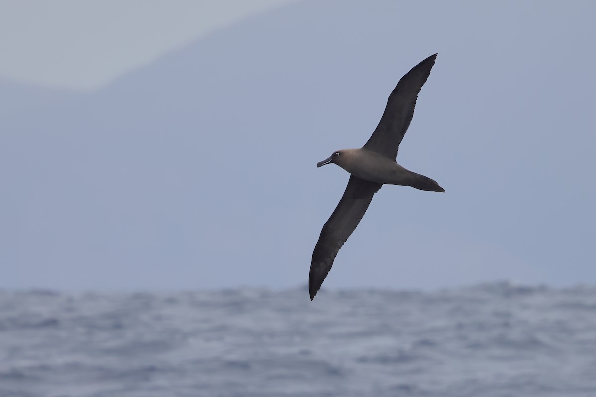 Sooty Albatross - ML620405691