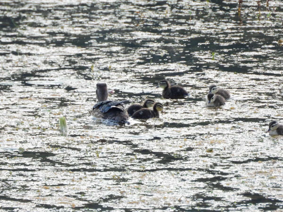 Wood Duck - ML620405693