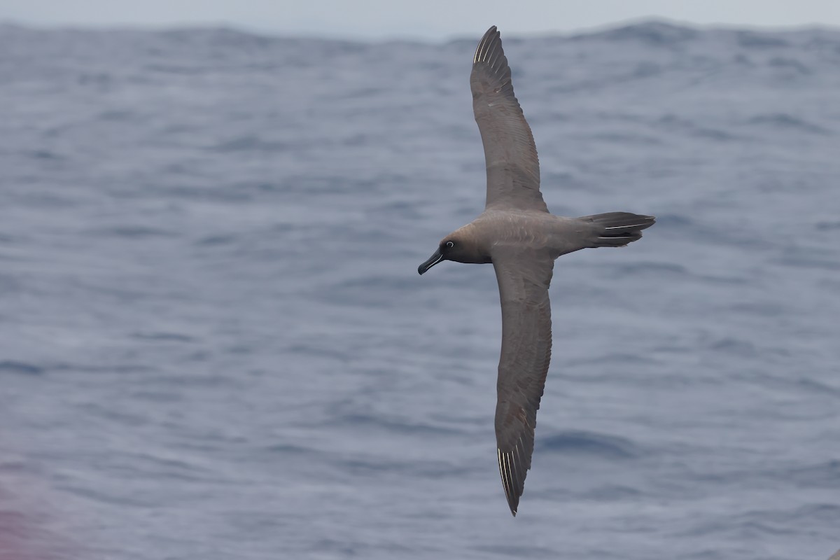 Sooty Albatross - ML620405694