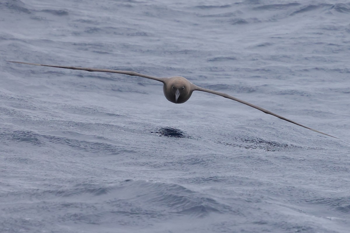 Sooty Albatross - ML620405695