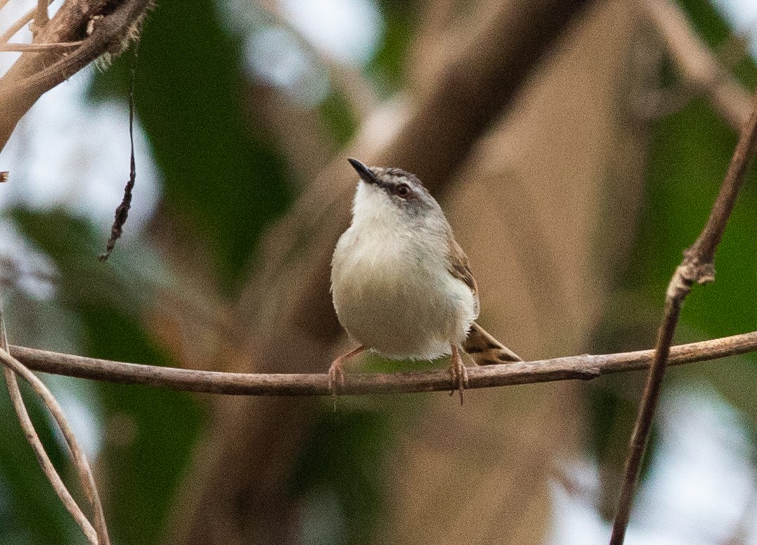 Rufescent Prinia - ML620405697