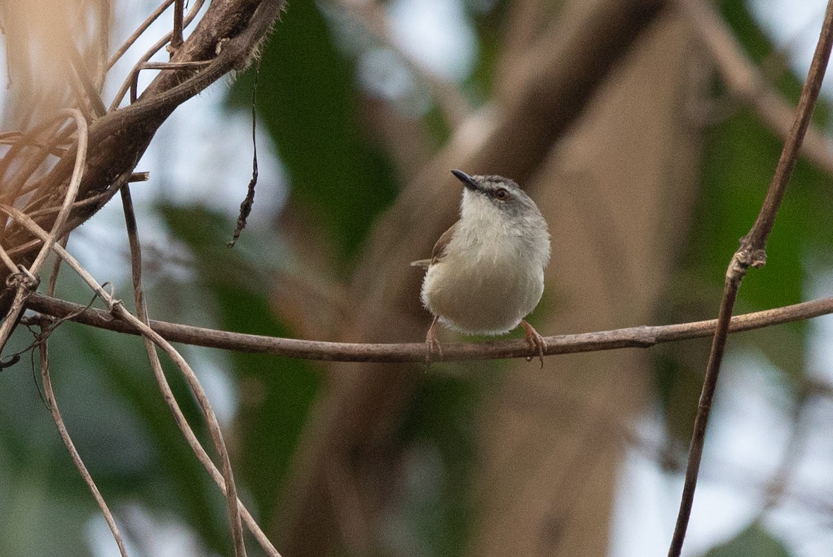 Rufescent Prinia - ML620405698