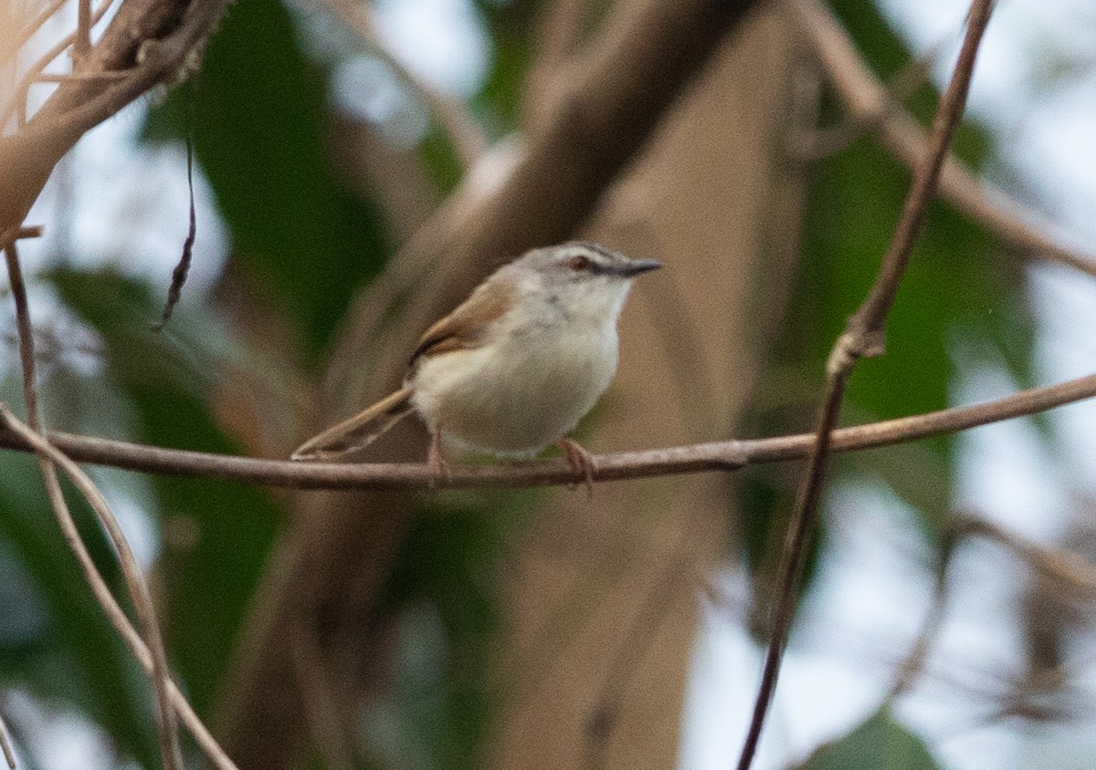 Rufescent Prinia - ML620405699