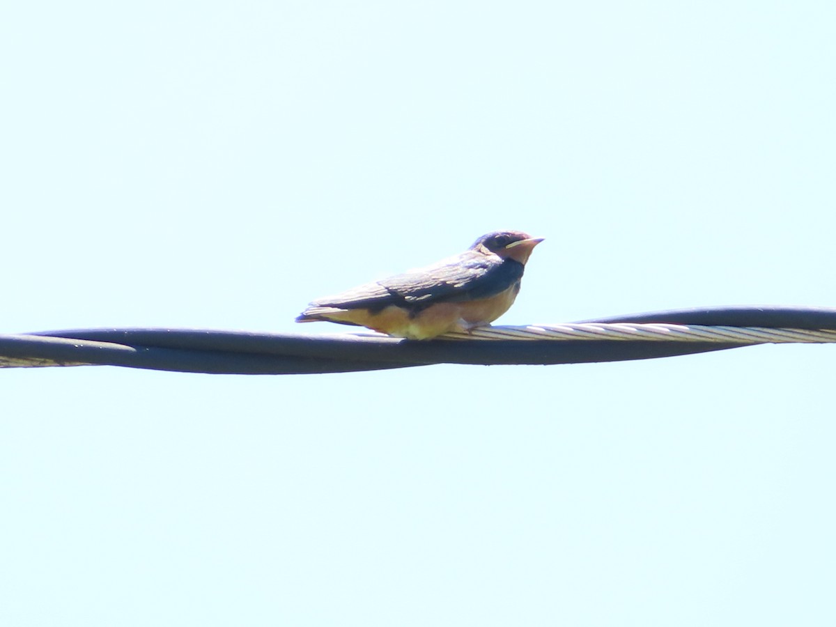 Barn Swallow - ML620405705