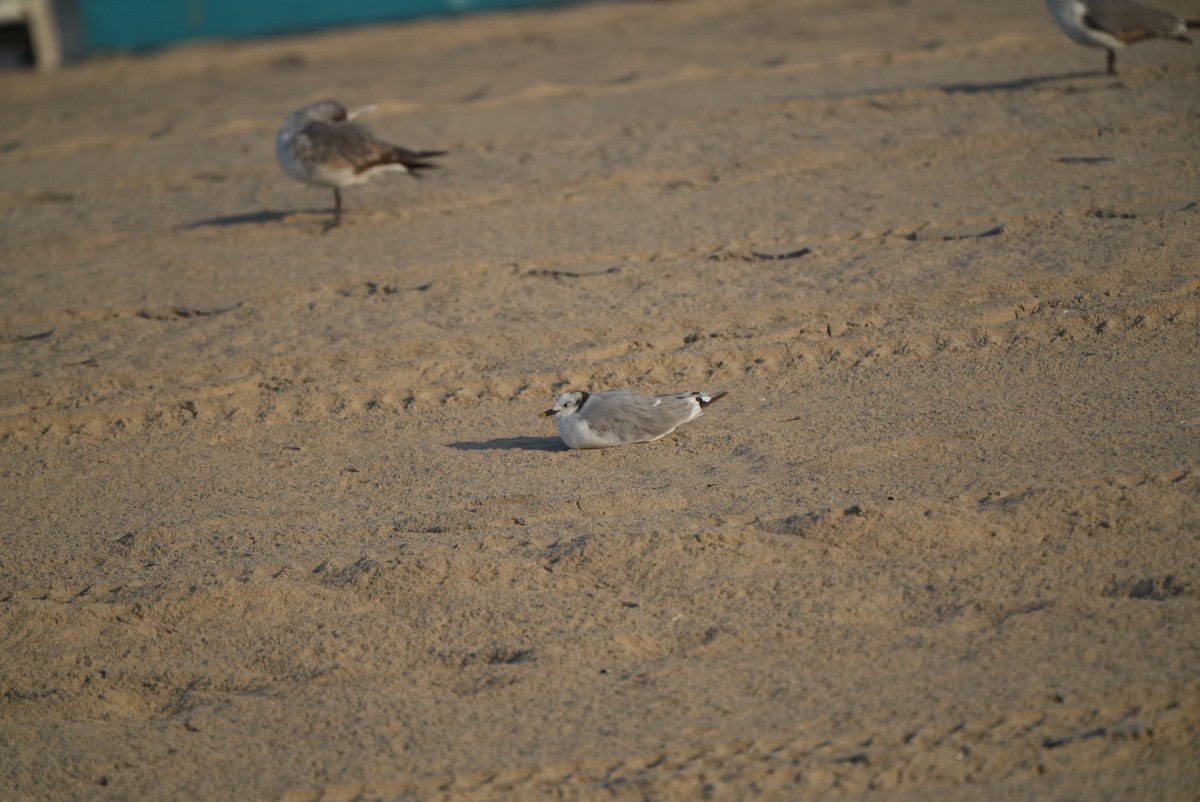 Sabine's Gull - ML620405710