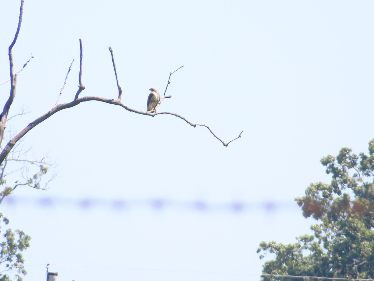 Red-tailed Hawk - ML620405718