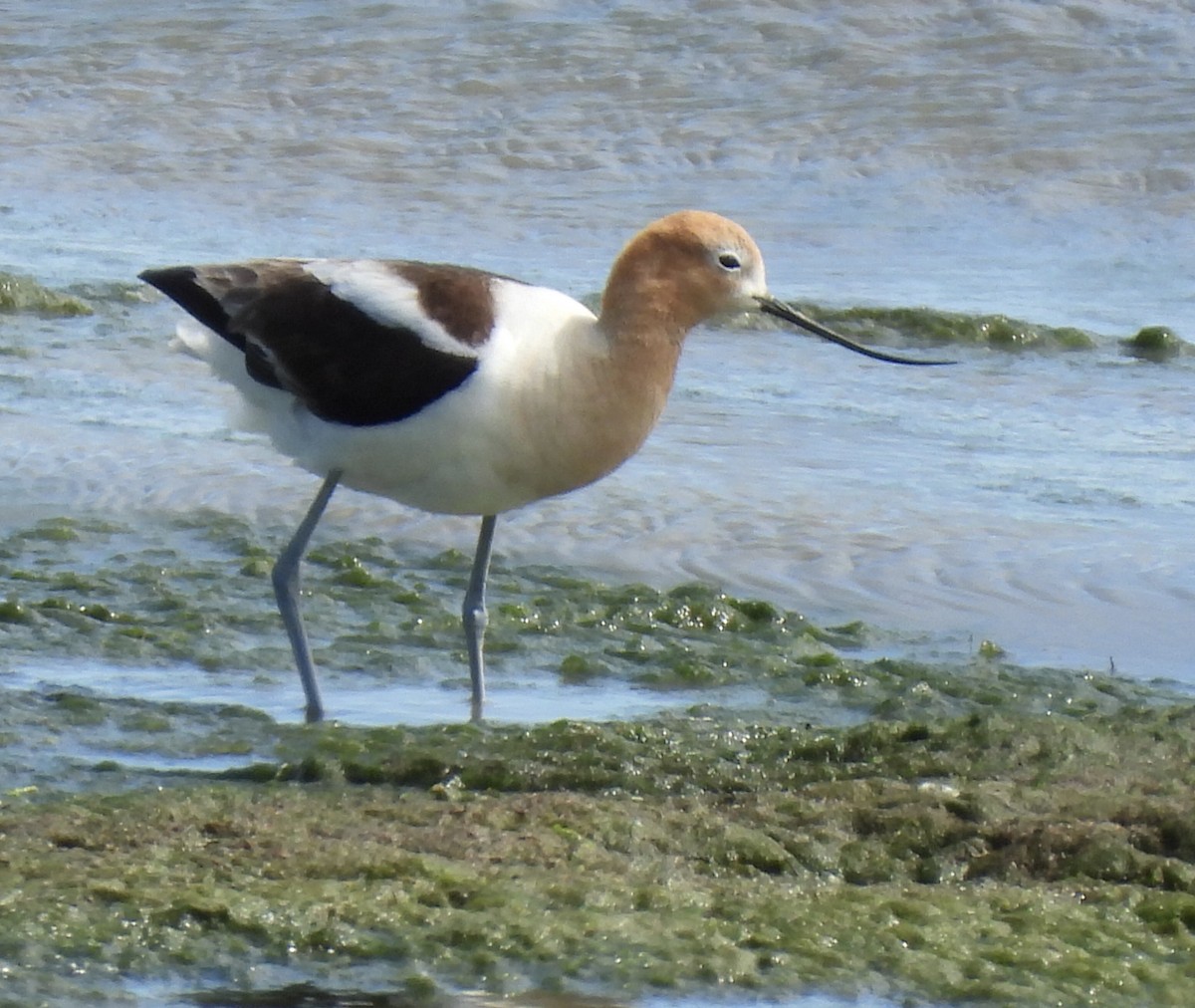 Avocette d'Amérique - ML620405724