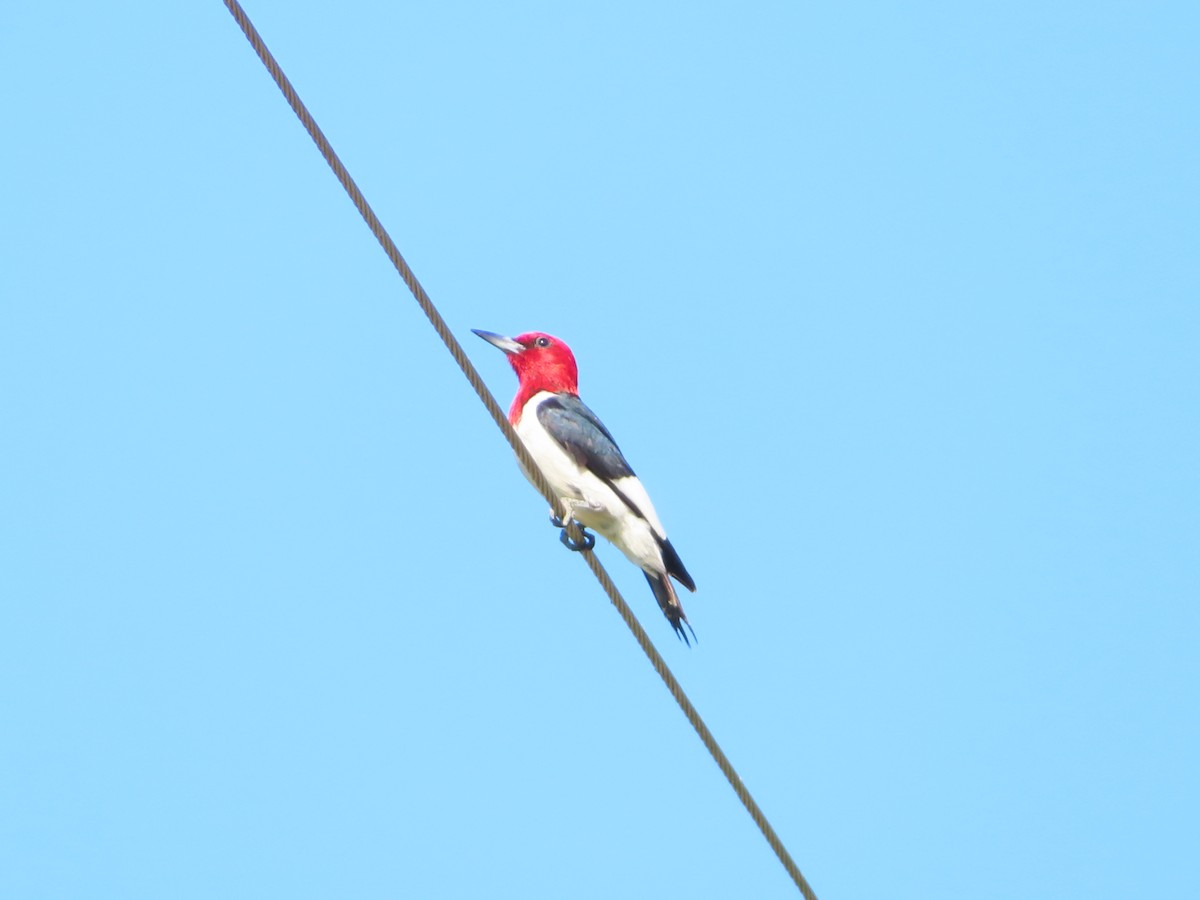Red-headed Woodpecker - ML620405730