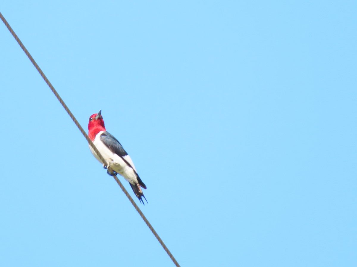 Red-headed Woodpecker - ML620405731
