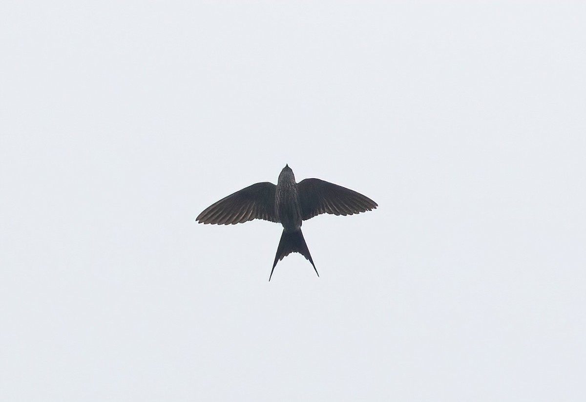 Striated Swallow - ML620405732