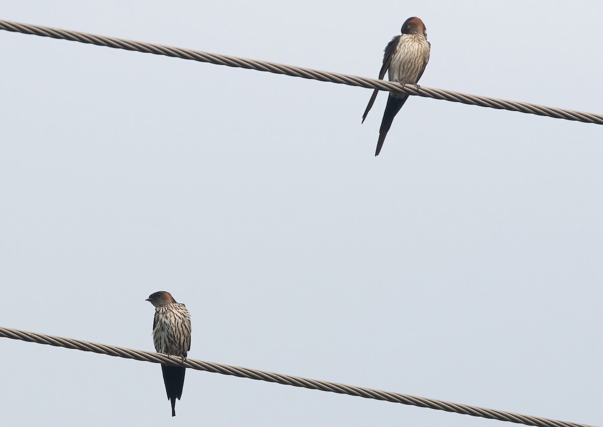 Striated Swallow - Sathyan Meppayur