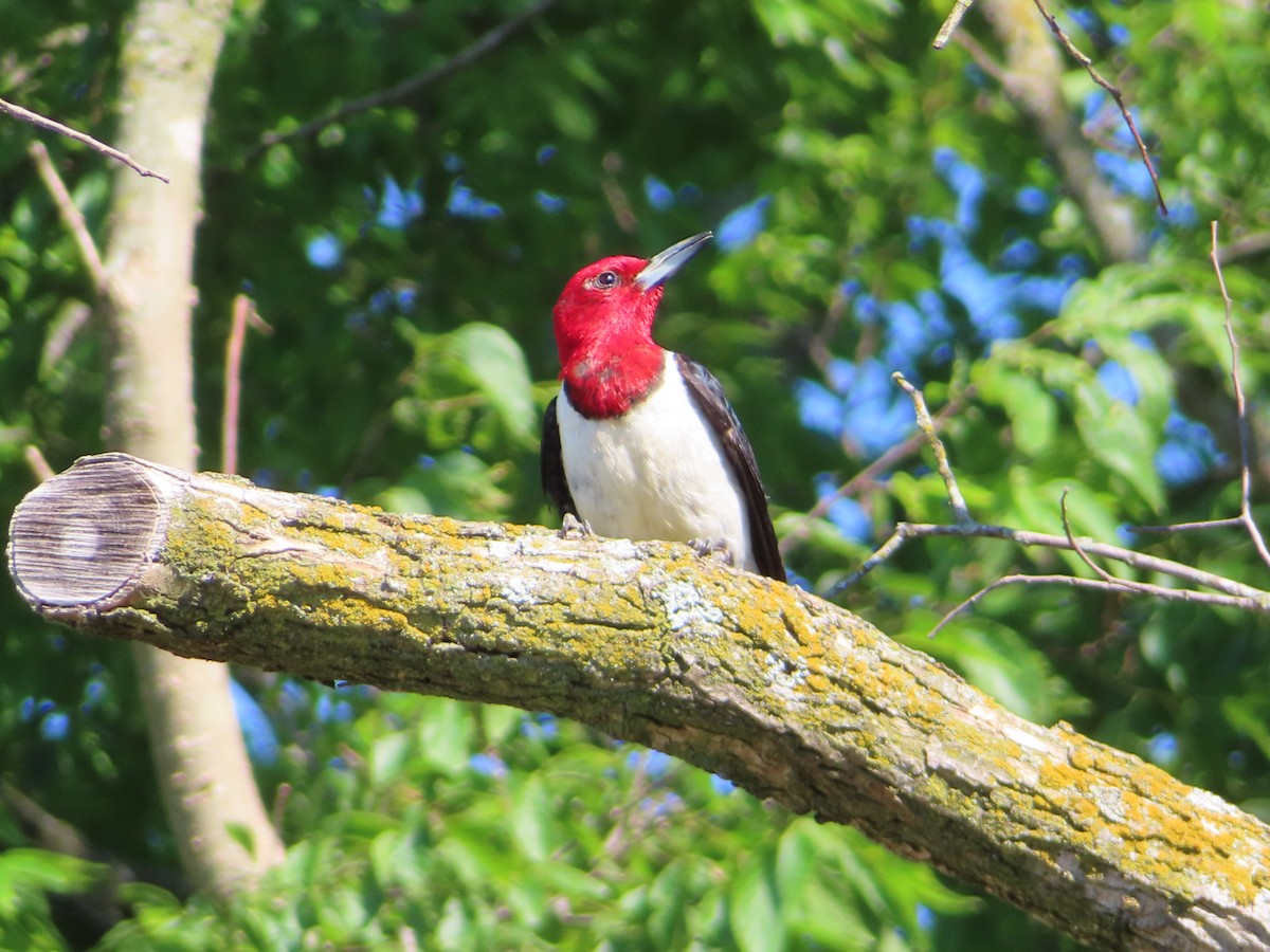 Red-headed Woodpecker - ML620405735