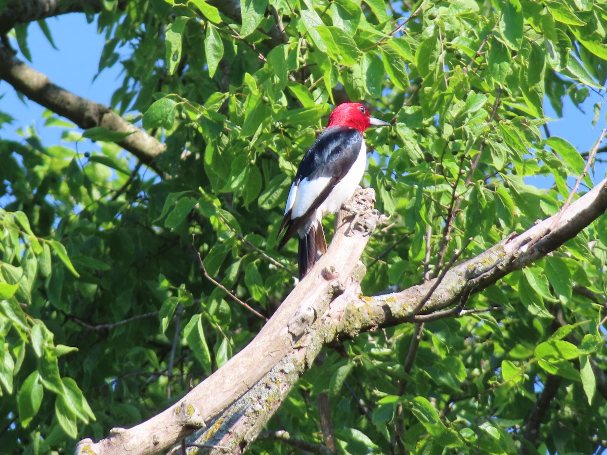 Red-headed Woodpecker - ML620405737