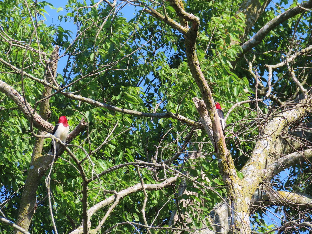 Red-headed Woodpecker - ML620405738