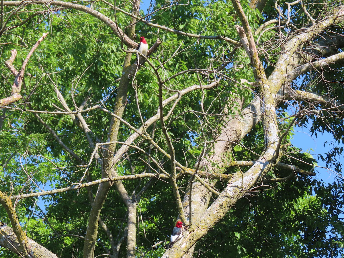 Red-headed Woodpecker - ML620405739