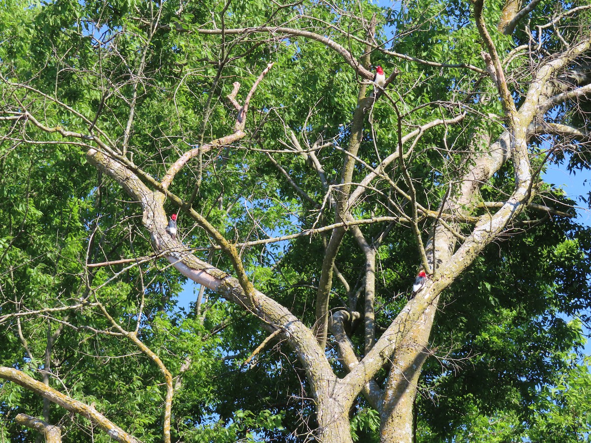 Red-headed Woodpecker - ML620405741