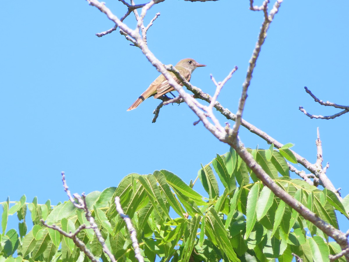 Great Crested Flycatcher - ML620405748