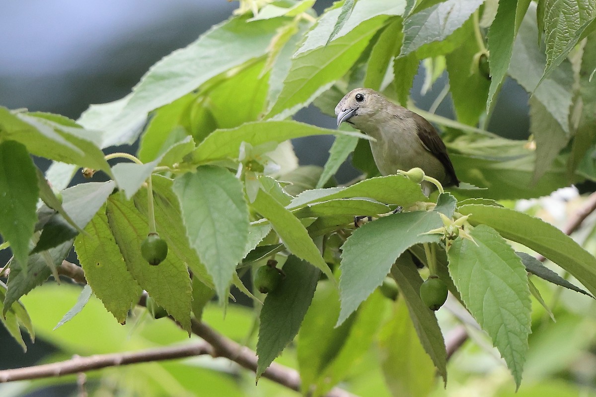 Nilgiri Flowerpecker - Albin Jacob