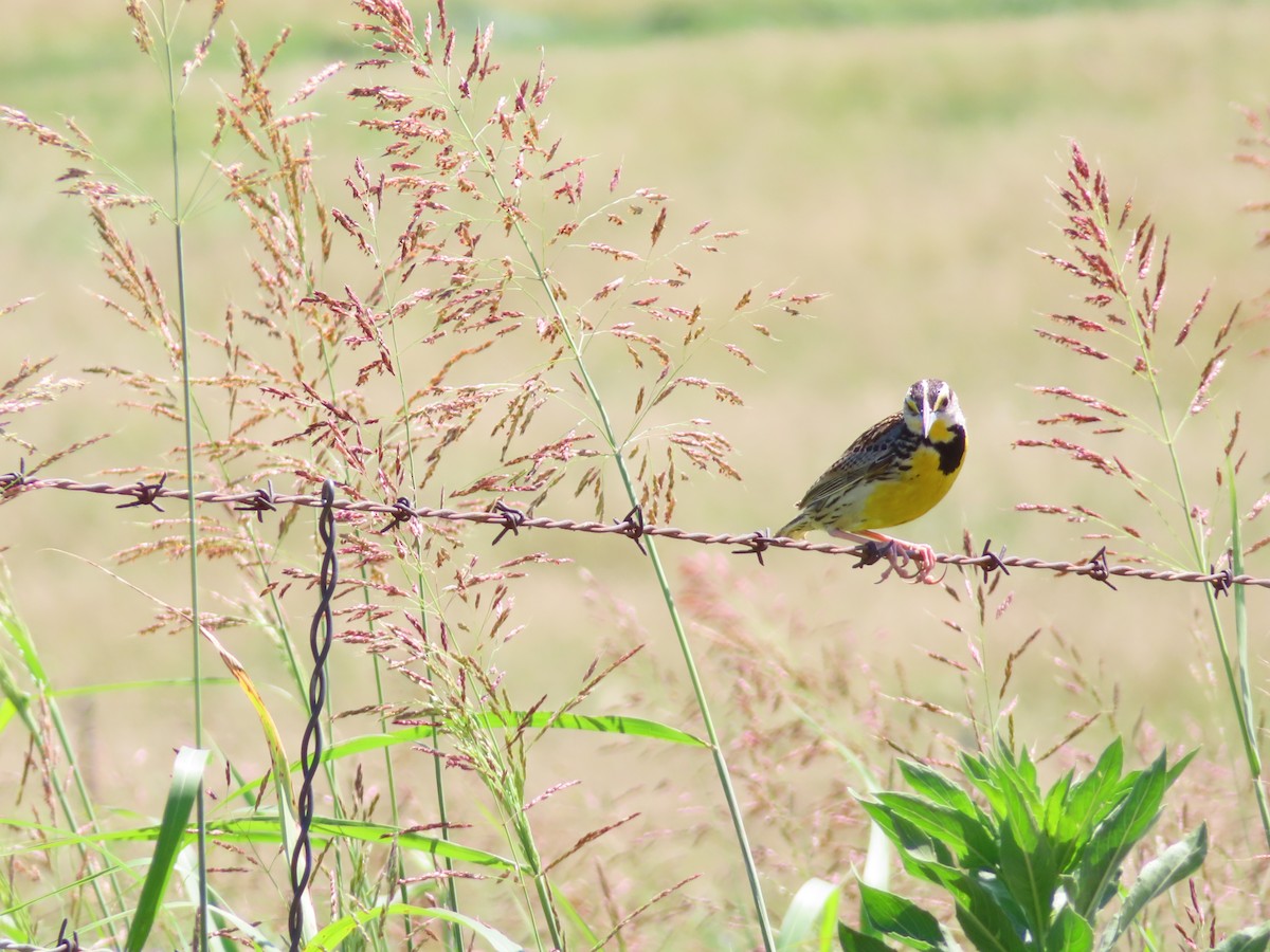 Eastern Meadowlark - ML620405771