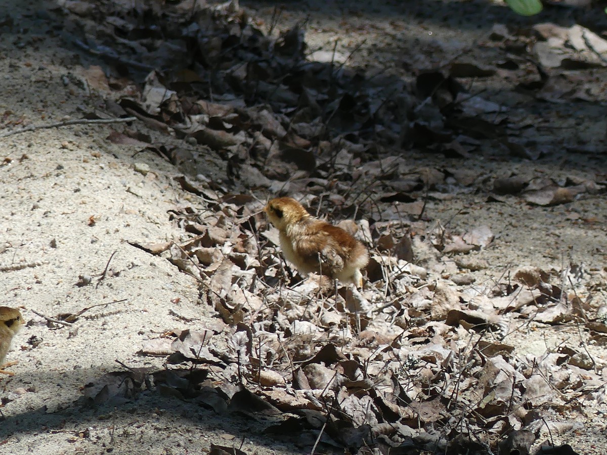 Ruffed Grouse - ML620405774