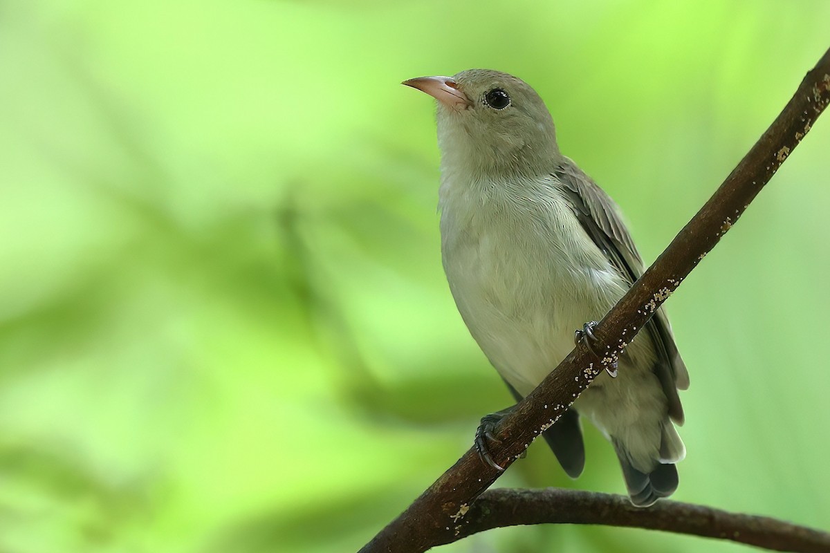 Pale-billed Flowerpecker - ML620405778