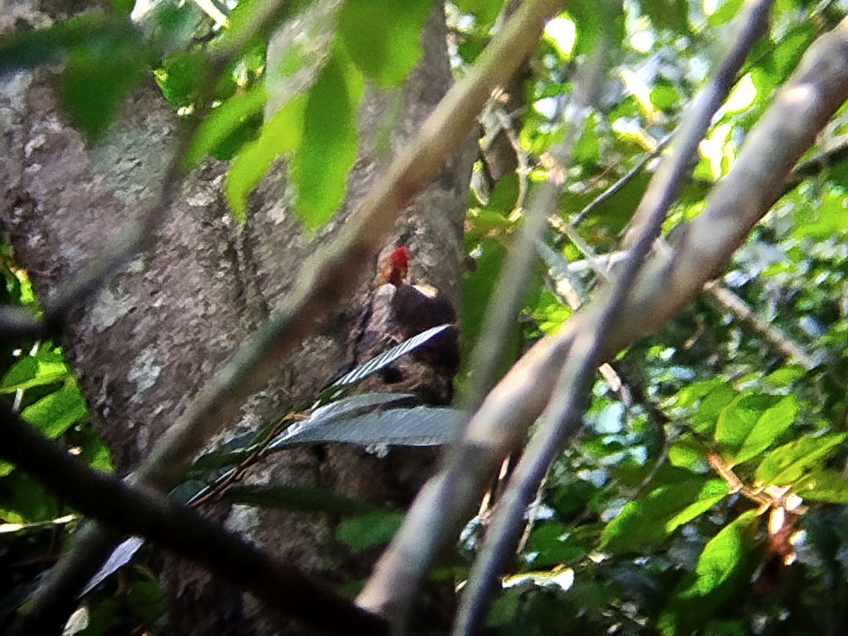 Orange-backed Woodpecker - ML620405782