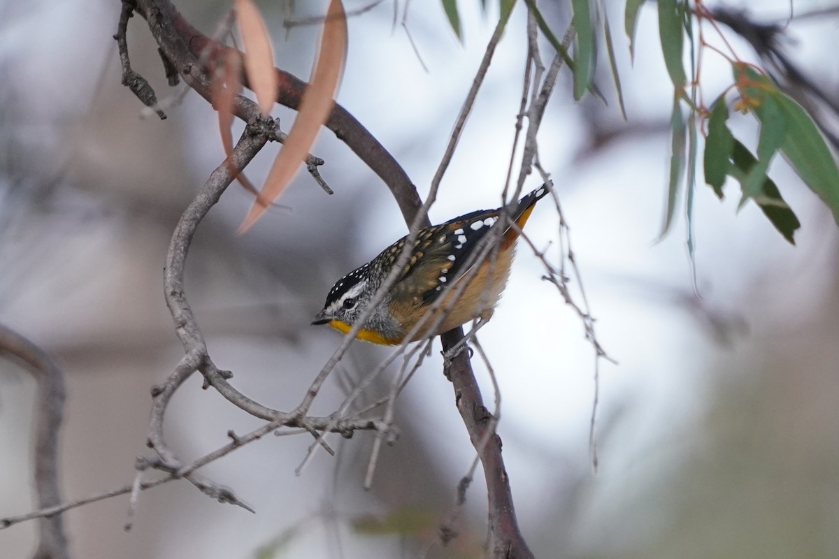 Spotted Pardalote - Daniel Traub