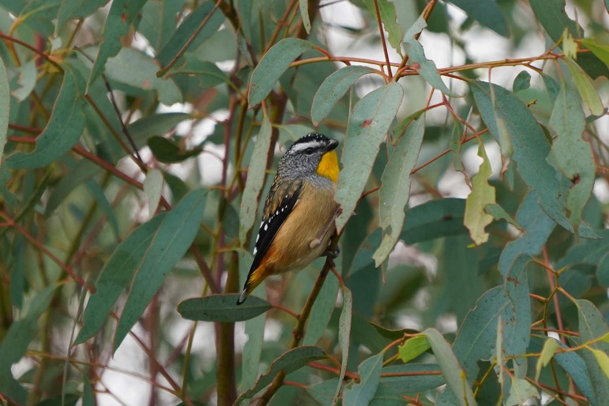 Spotted Pardalote - ML620405784
