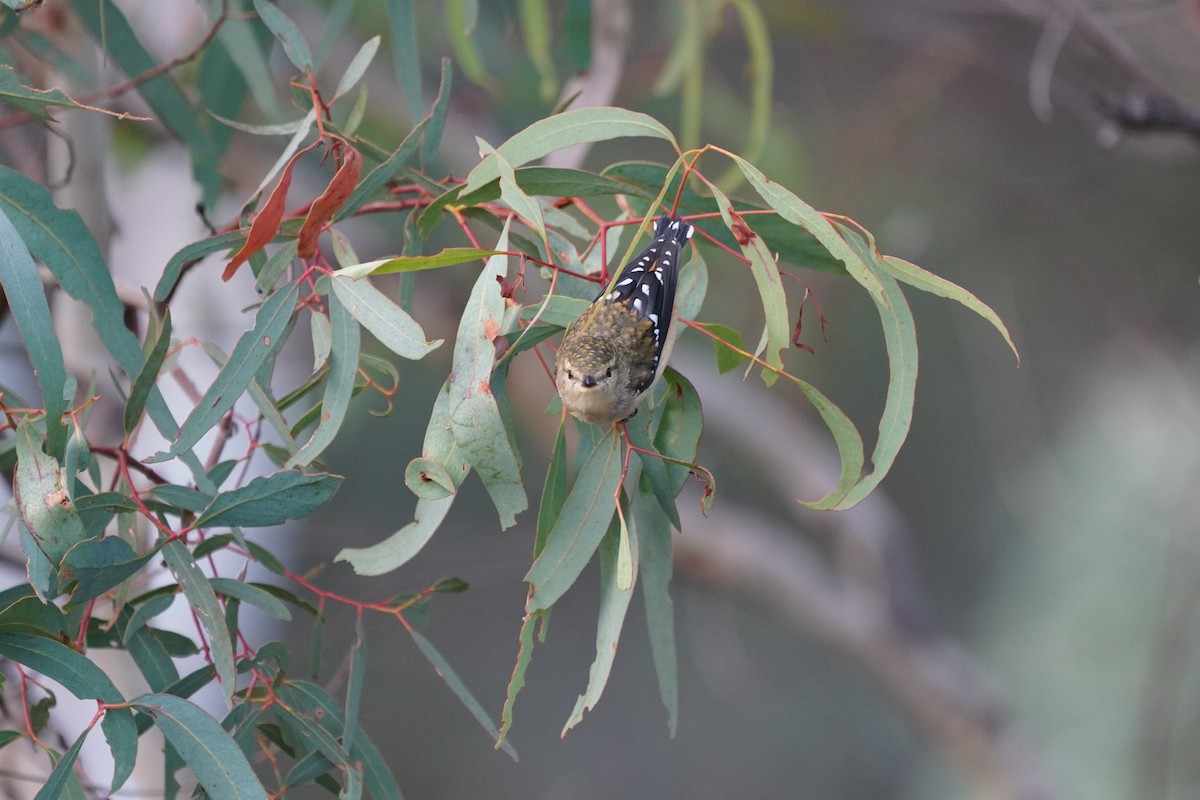 Spotted Pardalote - ML620405785