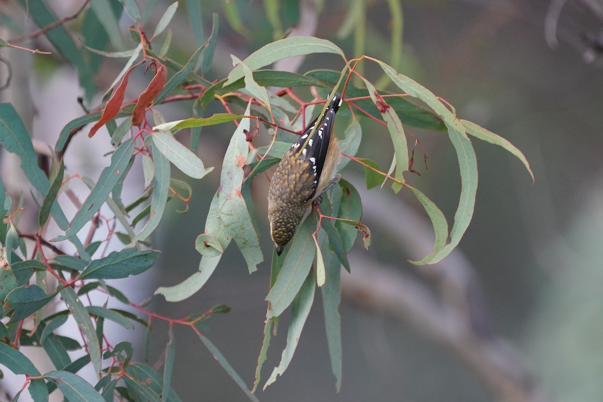 Spotted Pardalote - ML620405786