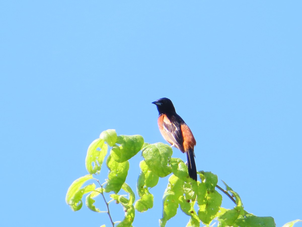 Orchard Oriole - ML620405787