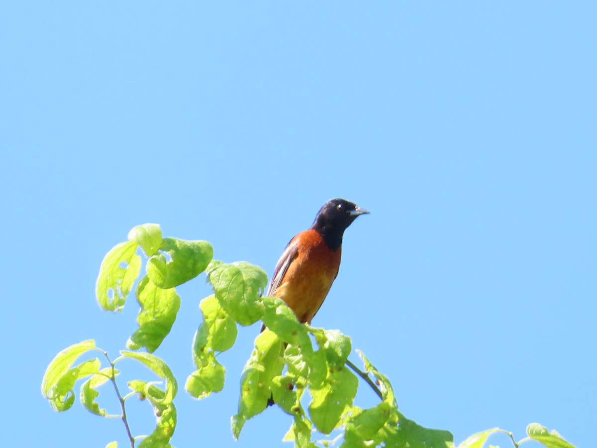 Orchard Oriole - ML620405788
