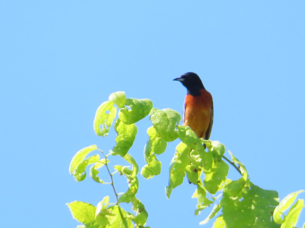 Orchard Oriole - ML620405789