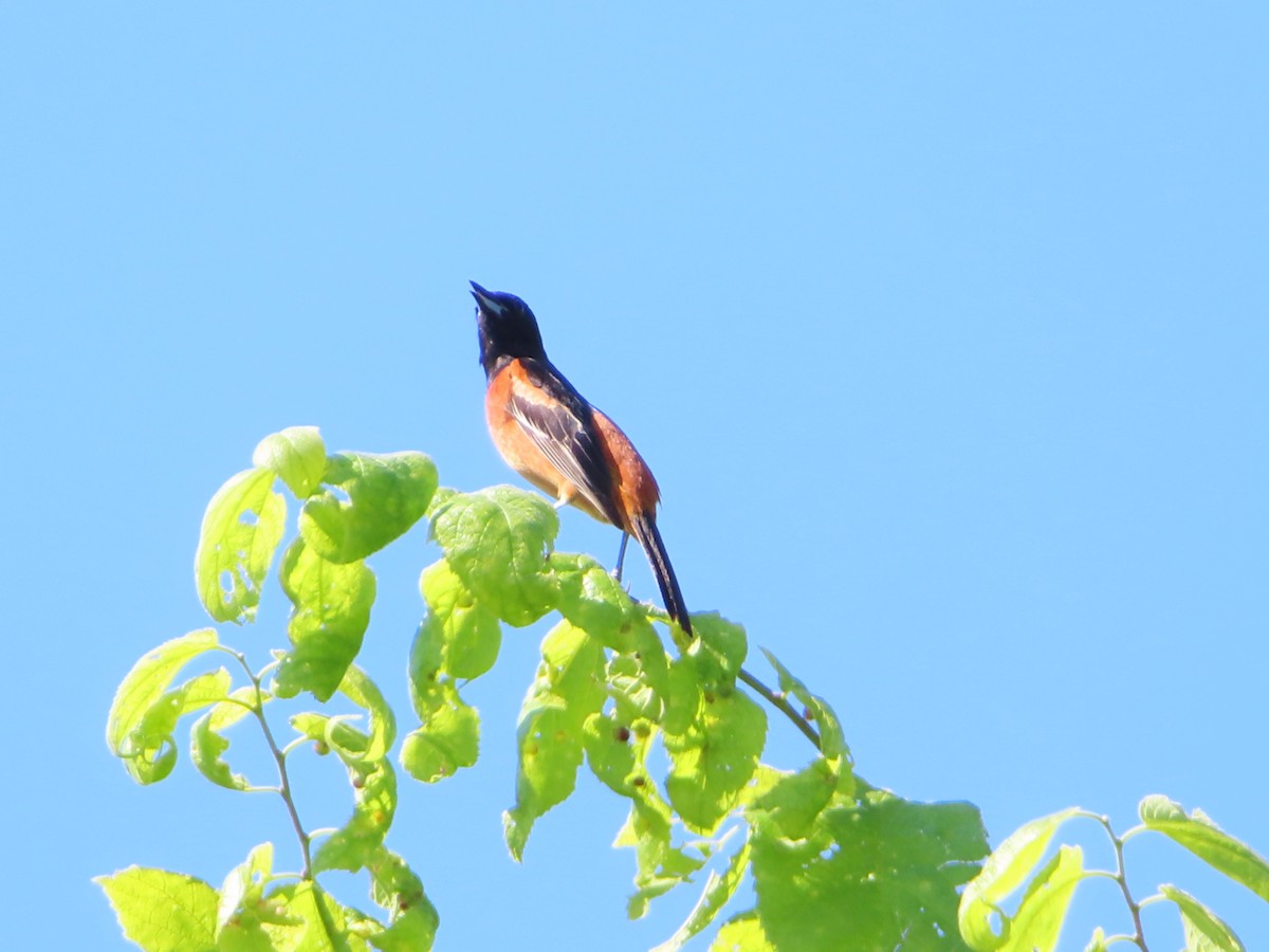 Orchard Oriole - ML620405790