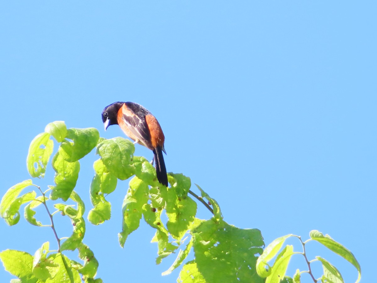 Orchard Oriole - ML620405792
