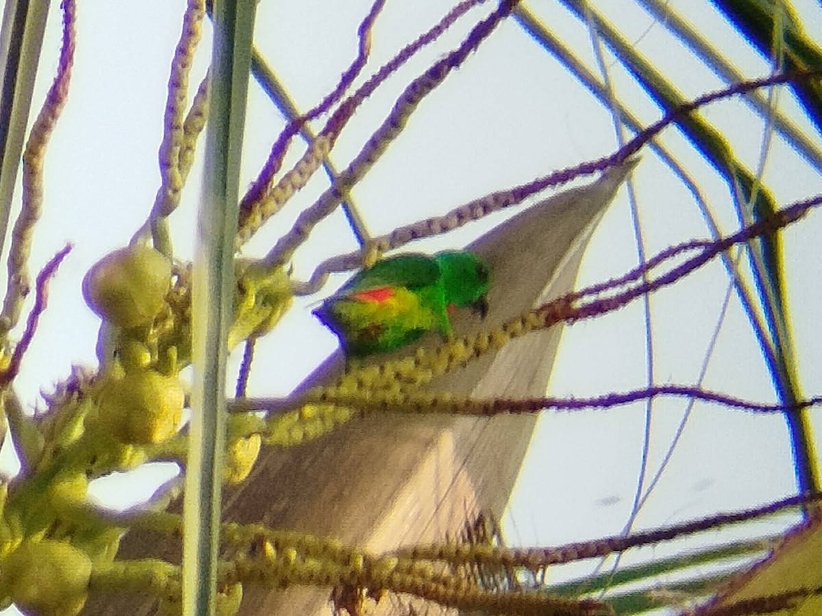 Blue-crowned Hanging-Parrot - ML620405802