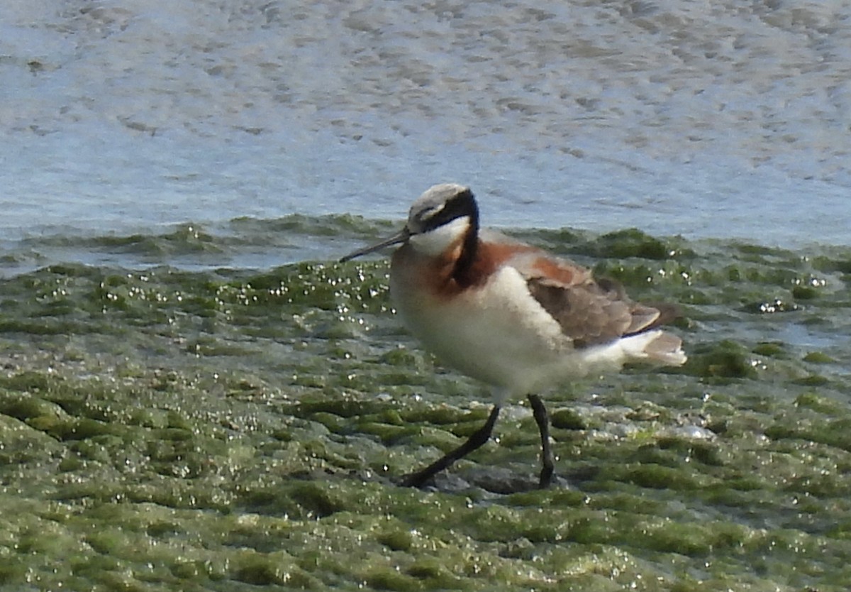 Wilson's Phalarope - ML620405804