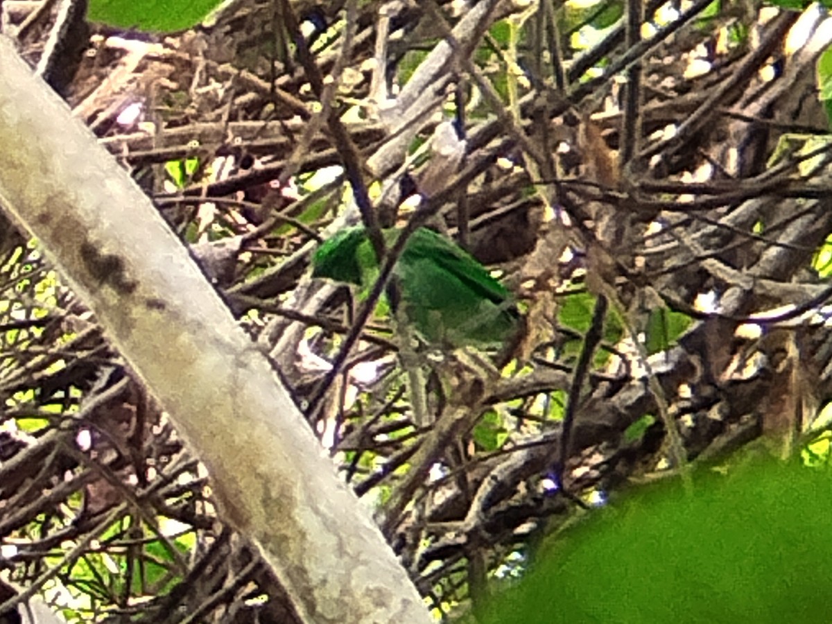 Green Broadbill - ML620405807