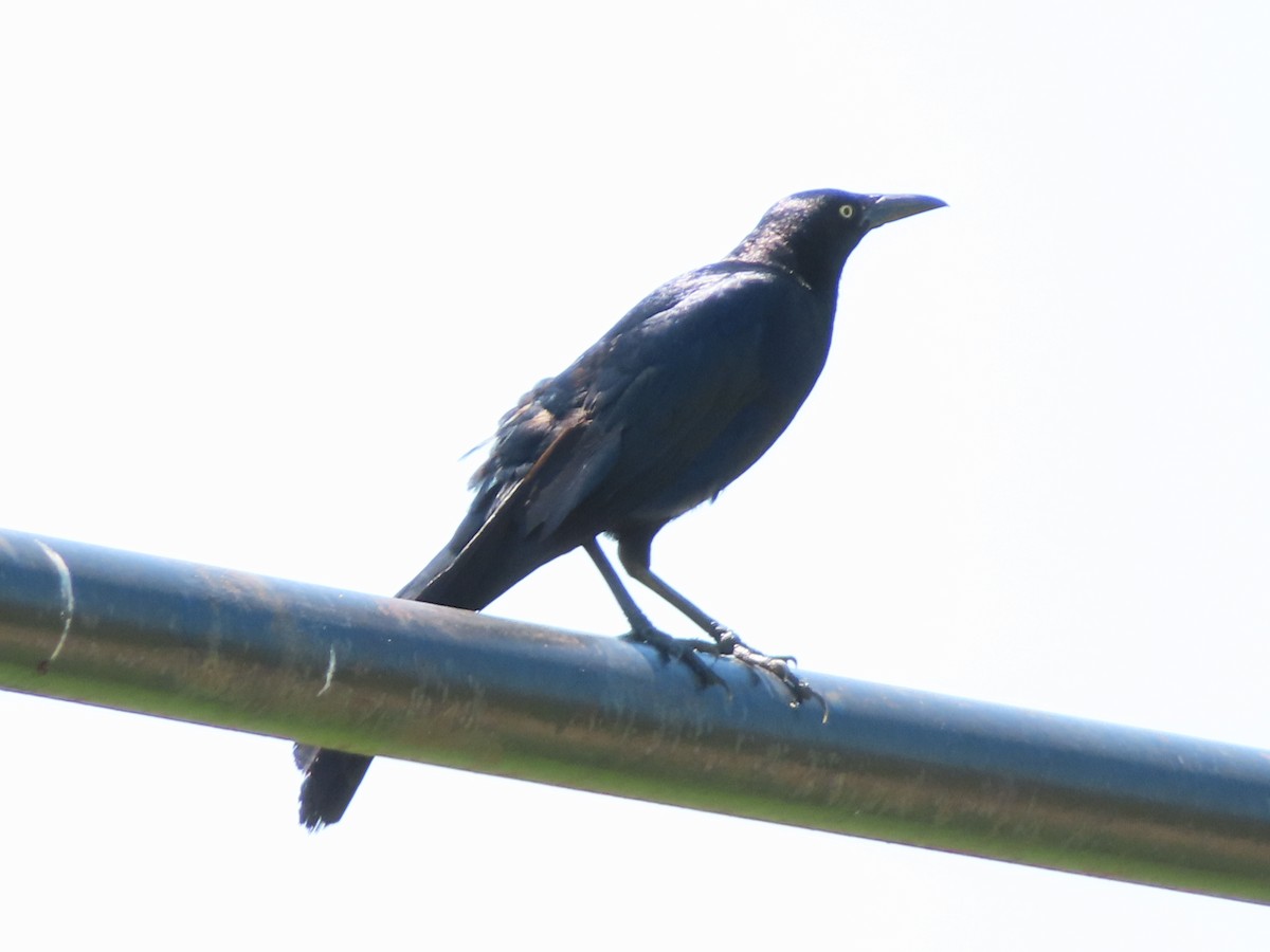 Great-tailed Grackle - ML620405818