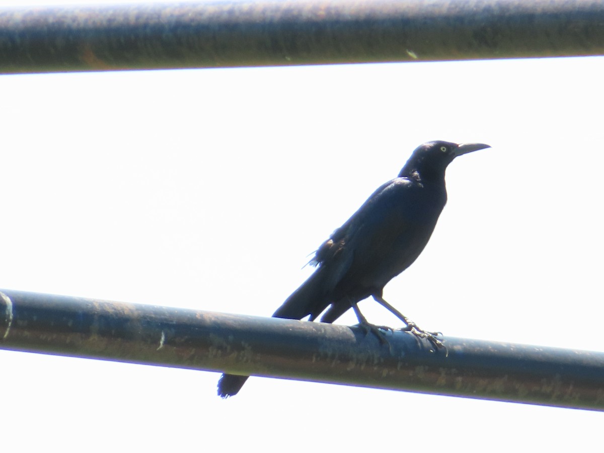 Great-tailed Grackle - ML620405820